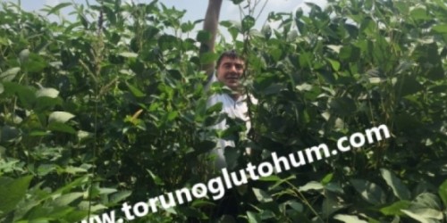 Silajlık Soya Tohumu